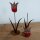 Tulpen mit roter Ton-Blüte - 2er Set